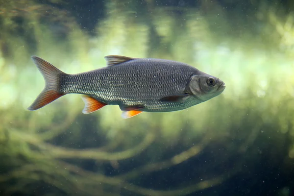 Rotauge ist ein sehr verbreiteter Fisch, — Stockfoto