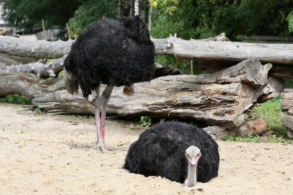 Ein Paar Strauße. — Stockfoto