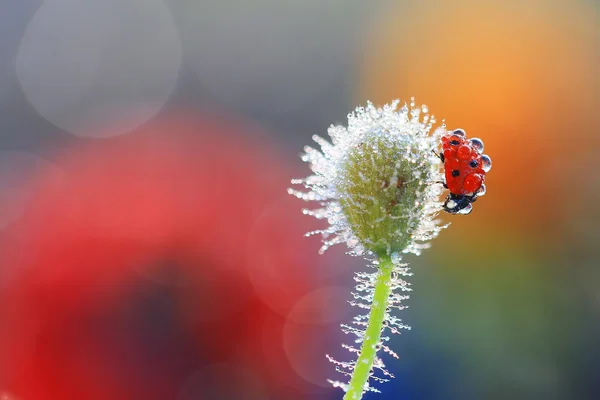 Bir küçük kırmızı uğur böceği — Stok fotoğraf