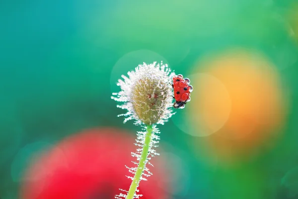 Morgenspaziergang auf dem Mohn — Stockfoto