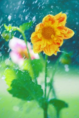 Dalia güzel ve renkli bir çiçektir