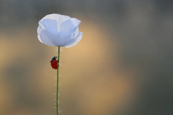 Poppy kokusu — Stok fotoğraf