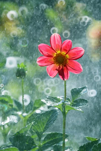 Dalia é uma flor bonita e colorida — Fotografia de Stock