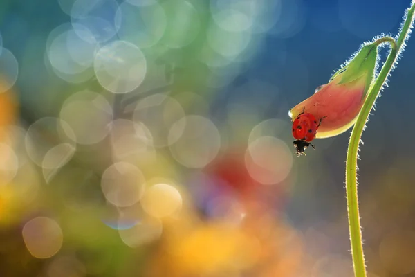 Pequeno joaninha vermelha — Fotografia de Stock