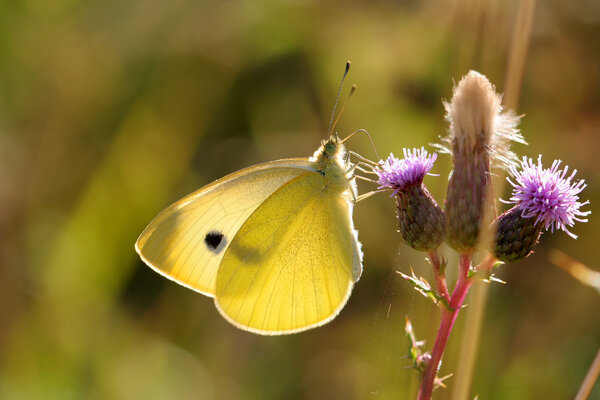 Lonely Pieris brassicae
