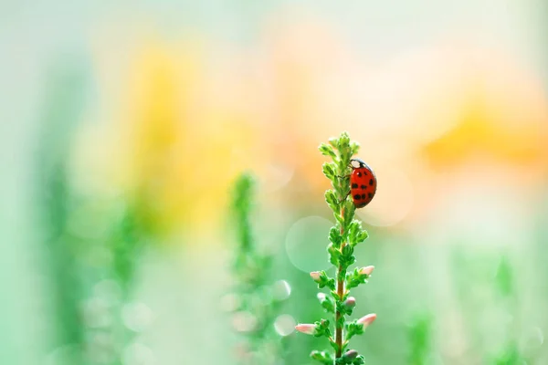 Una Pequeña Mariquita Camina Por Las Flores Jardín — Foto de Stock