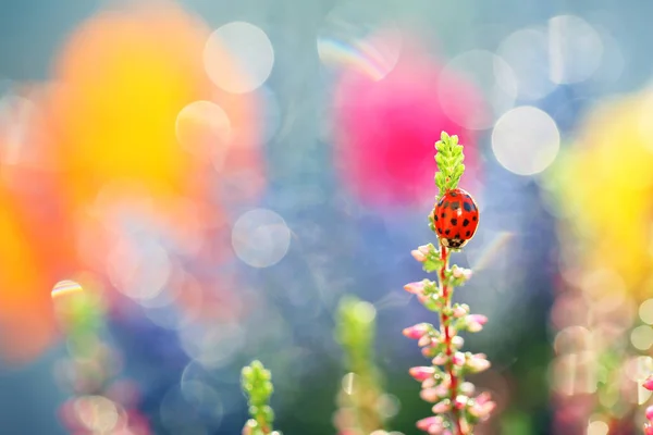 Mała Biedronka Spaceruje Kwiatach Moim Ogrodzie — Zdjęcie stockowe