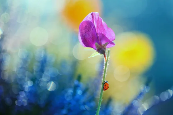 Küçük Bir Uğur Böceği Bahçemdeki Çiçeklerin Arasında Yürüyor — Stok fotoğraf