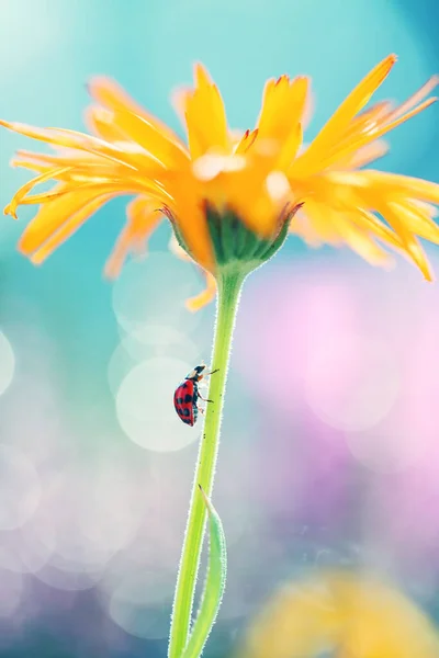 Little Ladybug Walks Flowers Garden — Stock Photo, Image