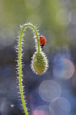 Küçük bir uğur böceği bahçemdeki çiçeklerin arasında yiyecek arıyor..