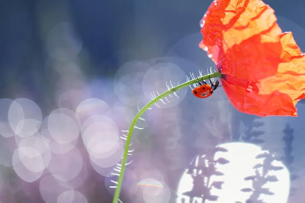 Una Pequeña Mariquita Está Caminando Través Las Flores Jardín Buscando —  Fotos de Stock