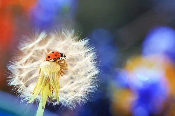 Una Pequeña Mariquita Está Caminando Través Las Flores Jardín Buscando — Foto de Stock