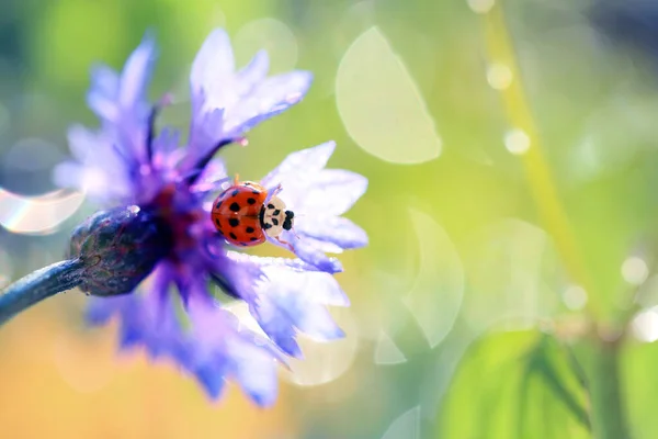Der Kleine Rote Marienkäfer Aus Meinem Garten Posiert Für Fotos — Stockfoto