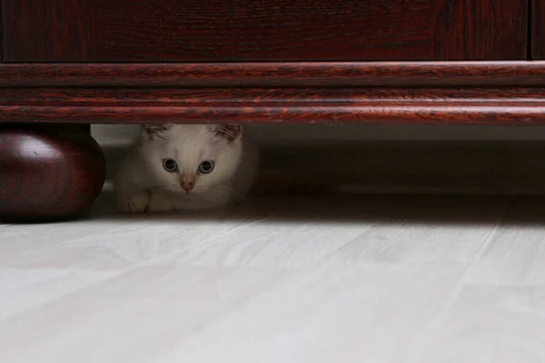 Hermoso Gato Británico Joven Escondido Debajo Del Armario Sienta Pacientemente — Foto de Stock