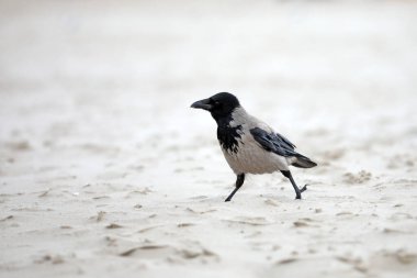 Deniz kıyısındaki sıradan kuşlar.