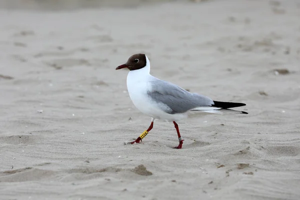 Păsări Comune Plaja Lângă Mare — Fotografie, imagine de stoc