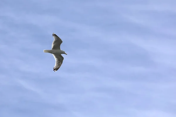 海によってビーチからの一般的な鳥 — ストック写真