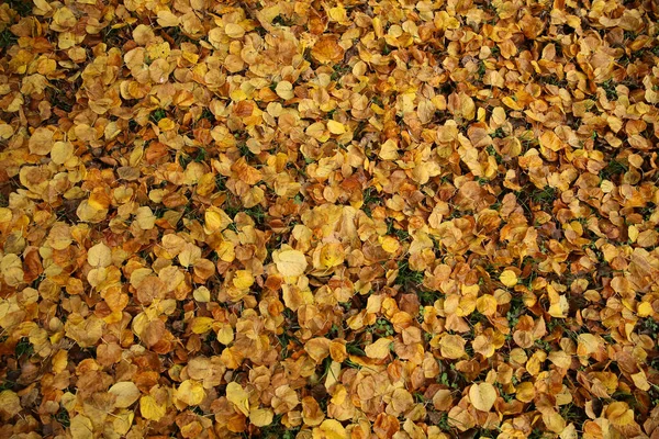 Lindenbladeren Grond Vormen Herfstachtergrond — Stockfoto