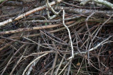 Tasarım için kesilmiş dallara sahip arkaplan