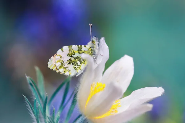 아름다운 나비가 꽃에서 화밀을 있습니다 — 스톡 사진