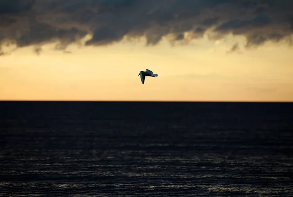 Seagull Soars Backdrop Heavy Clouds — Stock Photo, Image