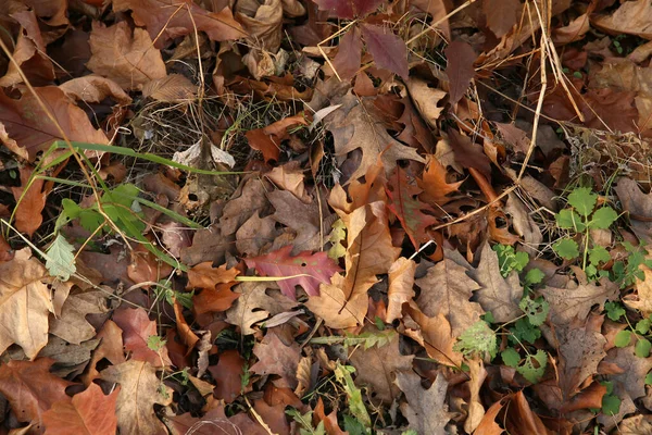 Autumn Background Fallen Leaves Park — Stock Photo, Image