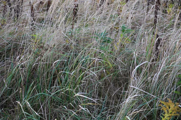 Planta Cresce Selvagem Deserto Tem Uma Aparência Atraente — Fotografia de Stock