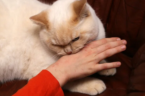 Gatto Inglese Bianco Che Morde Mano Del Suo Bambino Mentre — Foto Stock