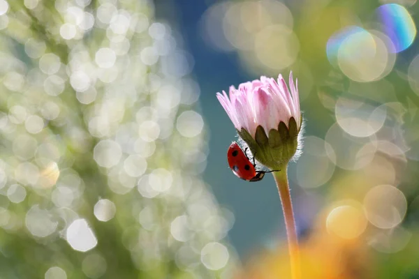 Little Red Ladybug Garden — Stock Photo, Image
