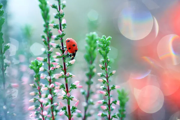 Een Lieveheersbeestje Loopt Heidebloemen Zoekt Voedsel — Stockfoto