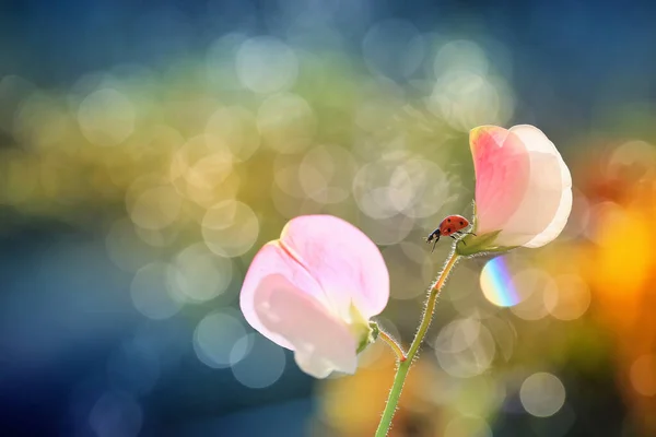 Little Red Ladybug Garden Interesting Background — Stock Photo, Image