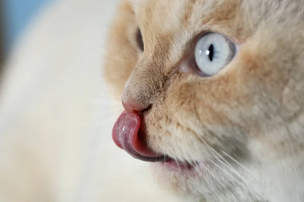 Британская Кошка Лижет Свой Нос — стоковое фото
