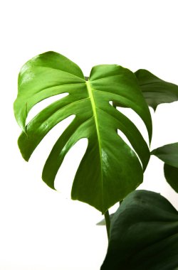 Canavar denen yeşil yapraklı egzotik bir çiçek. .