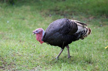 Türkiye yürüyor ve Kokarca otları .