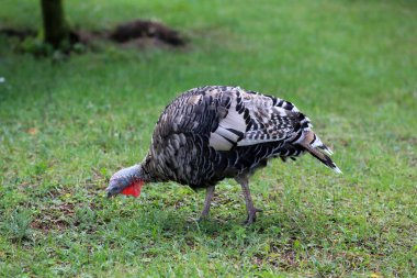 Türkiye yürüyor ve Kokarca otları .