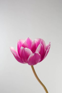 Yeşil saplı ve yapraklı güzel laleler