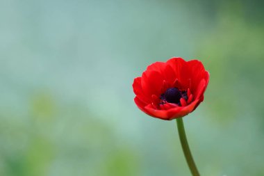 Bahçemden güzel çiçekler, güzel görünüyorlar ve güzel kokuyorlar.