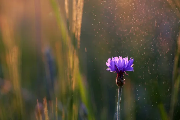 Cornflower Common Flower Growing Garden Smells Nice Looks — Stock Photo, Image