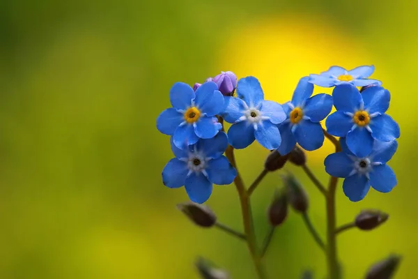 Hermosas Flores Jardín Ven Bien Son Fragantes Fotos de stock libres de derechos