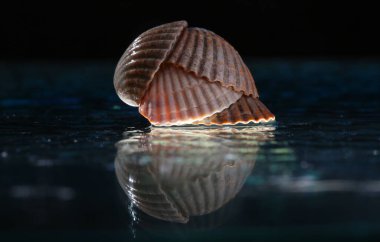 Cam bir tavaya dizilmiş deniz kabukları. .