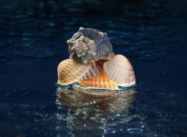 Sarı arkaplan şeklinde dizilmiş deniz kabukları .