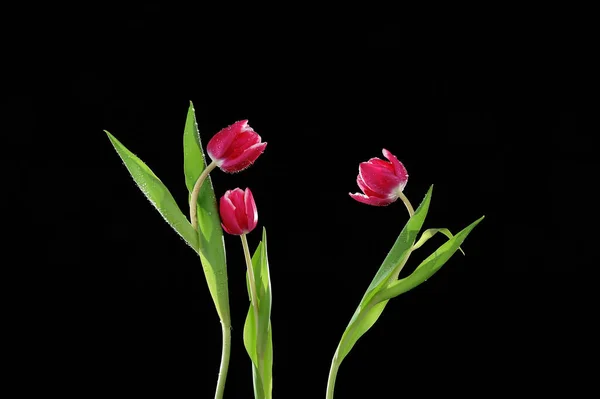 Tulipanes Rojos Sobre Fondo Negro Con Tallos Hojas Verdes —  Fotos de Stock
