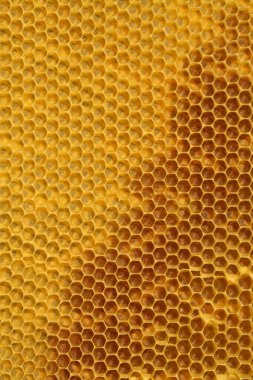 Arıların küçük bir arı tutarak bal ürettiği bir çerçeve 