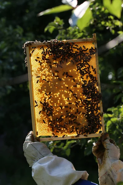 Marco Con Abejas Produciendo Miel Una Pequeña Explotación Abejas — Foto de Stock