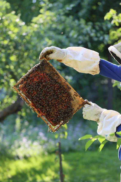 Marco Con Abejas Produciendo Miel Una Pequeña Explotación Abejas — Foto de Stock