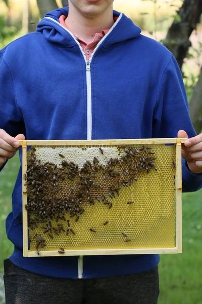 Rám Včelami Produkujícími Med Malé Včelce Držící — Stock fotografie