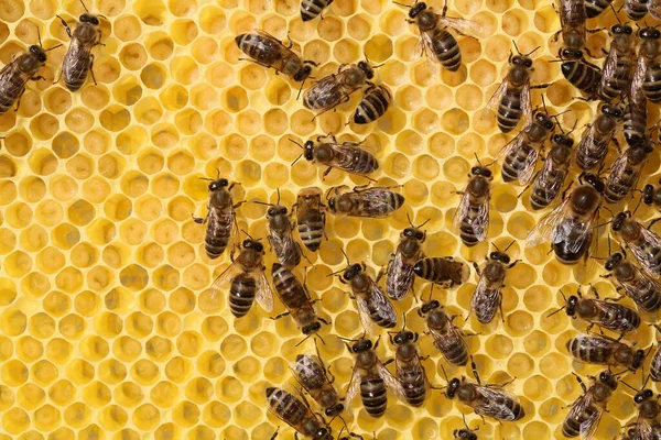 Marco Con Abejas Produciendo Miel Una Pequeña Explotación Abejas — Foto de Stock