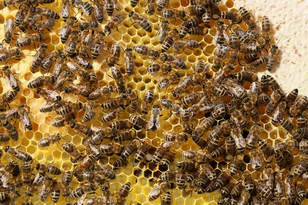 Frame Met Bijen Die Honing Produceren Een Kleine Bijenteelt — Stockfoto