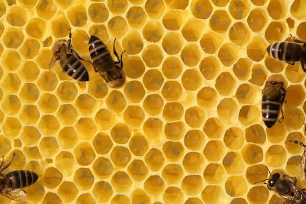 Rámeček Včelami Produkujícími Med Malém Včelařství — Stock fotografie