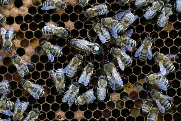 Рамка Бджолами Виробляють Мед Маленькому Бджільництві — стокове фото